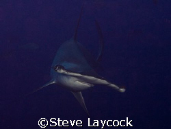 Hammerhead shark, Darwin , Galapagos -  set camera, find ... by Steve Laycock 